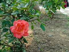 -莲花池公园