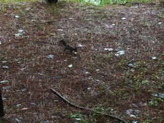 -合肥滨湖国家森林公园