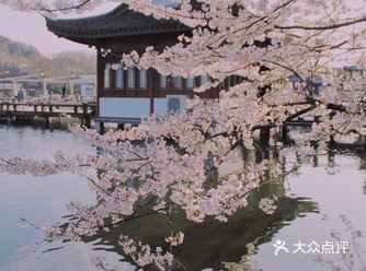 真的不输京都！这里的樱花值得你起早