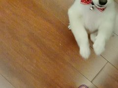 -BABIT巴比特宠物(MOMOPARK店)