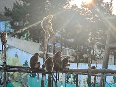 -西霞口神雕山野生动物世界