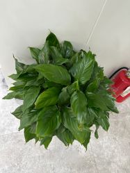 点击看大图 -悟空祛痘·诺奖技术专业店