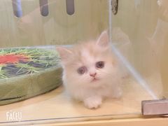 -momokira米努特·德文卷毛猫·棉花面纱犬