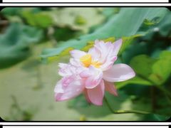 -陈家山荷花公园