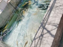 -北京龙庆四季香农家饭庄·灶台鱼·碳烤虹鳟鱼(龙庆峡店)