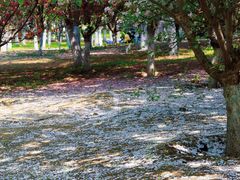 -长白岛森林公园