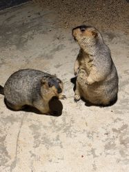 -酷嗒动物文化乐园(cutezoo西溪乐天城店)