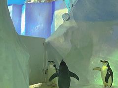 -海合安成都极地海洋公园