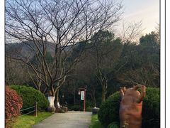 -龙井村