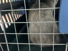 -嘉馨宠物医院·CT影像转诊·心脏科·犬猫全科诊疗中心(下沙大学城院区)