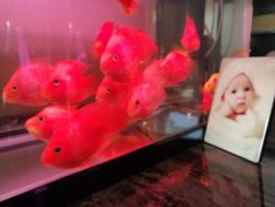 -巍阁高端月子会所