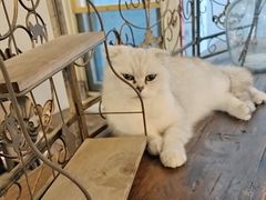 -猫小院猫主题餐厅(南锣旗舰店)