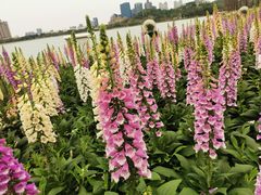 -顺峰山公园