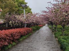 -高东镇樱花园