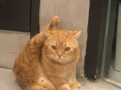 -猫儿山۰猫主题餐厅
