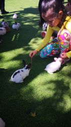 -萌宠亲子动物乐园(槐房万达店)