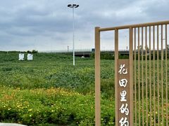 -杭州湾海上花田景区