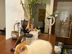 -有猫主题·治愈系猫咖(曾厝垵店)