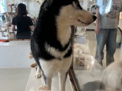 -共舞时光猫咖·狗咖(新街口店)