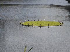 -重庆彩云湖湿地公园
