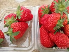 -大自然农场蔬菜草莓采摘园