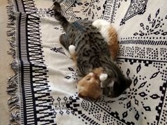 -平行世界·猫咖(首经贸店)