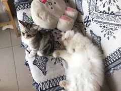 -平行世界·猫咖(首经贸店)