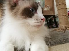 -三花喵·撸猫购宠·宠物生活馆(虹桥南丰城店)