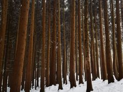 -武陵山森林公园