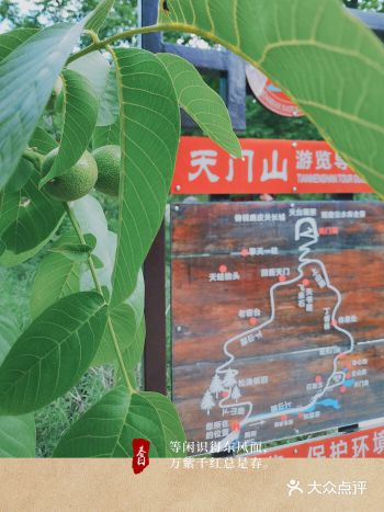 万紫千红总是春之天门山露营️