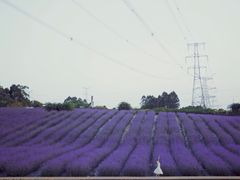 -紫颐香薰山谷景区