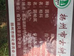 -盆景园(扬州大运河文化旅游度假区)