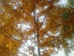 -大兴滨河森林公园