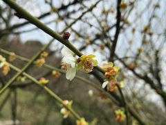 -香雪海
