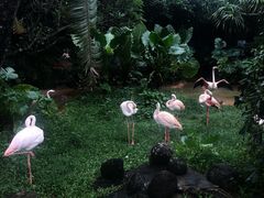 -海南热带野生动植物园