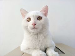 -瑞鹏宠物医院·爱宠堂·骨外专科(西荷分院)