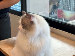 -有喵·猫咖·狗咖·30几只猫10只小狗(岗厦店)