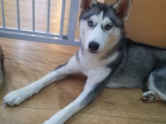 -Husky Go! 哈士奇体验馆·宠物咖啡厅狗咖