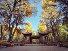 -金塔沙漠胡杨林景区