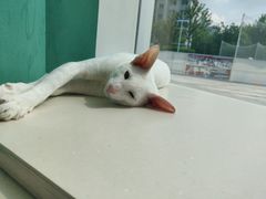 -飞行喵MR PILOT|猫舍·猫咖(静安大融城店)