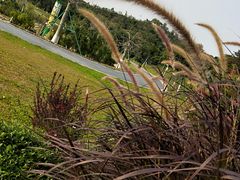 -东莞植物园
