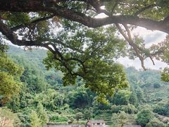 -杨家堂村
