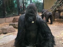 -阿提斯皇家动物园