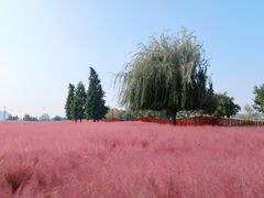 -羊亭河湿地公园