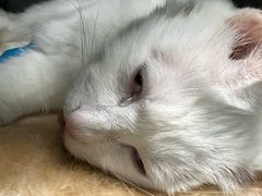 -纳吉亚猫专科动物诊疗中心(蒋宅口分院)