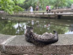 -西园戒幢律寺