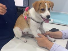 -天使宠物医院·犬猫分诊(彩虹店)