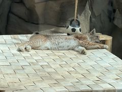 -青藏高原野生动物园