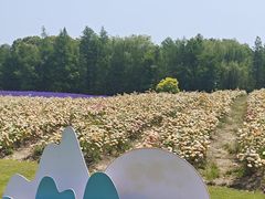 -同里国家湿地公园