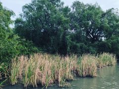 -大湾区中央湿地公园